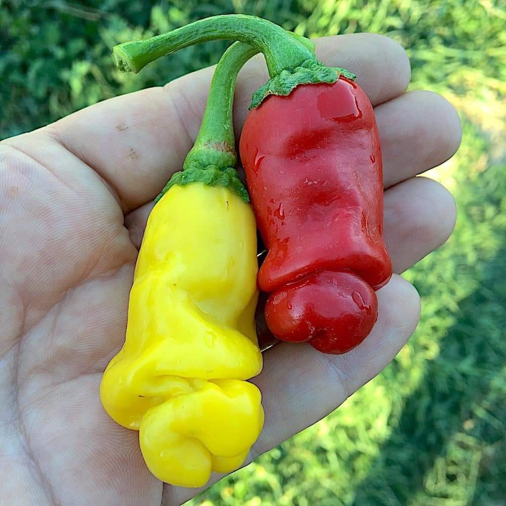 Hạt giống ớt cu tý peter pepper nhập khẩu Hàn Quốc