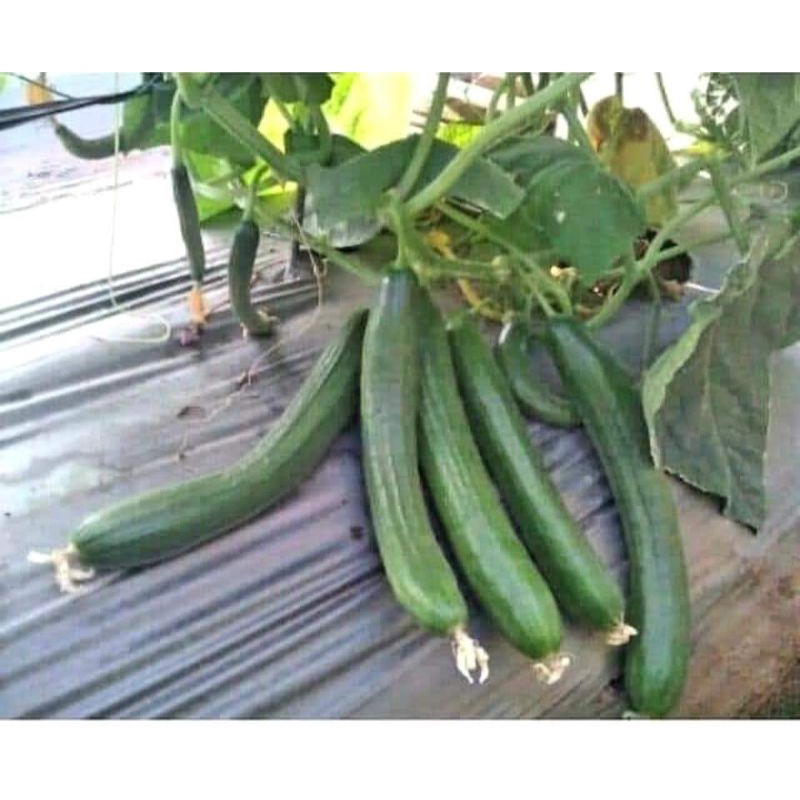 Hạt giống dưa leo chùm Trang Nông gói gần 50 hạt, dễ trồng, ăn giòn