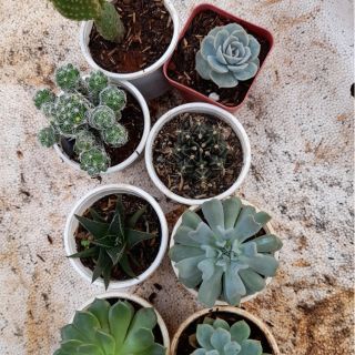 Combo sen đá, xương rồng