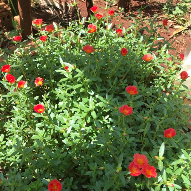 100g cây giống hoa sam màu cam