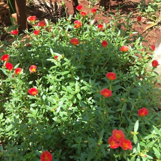 100g cây giống hoa sam màu cam