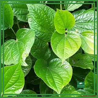 Lá lốt khô 1 kg Hà Nội