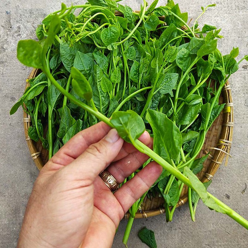 Hạt Giống Rau Mồng Tơi F1 Loại Siêu Dễ Trồng kháng sâu bệnh năng xuất cao [ gói 200 gram, 500 gram, 1kg]