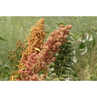Hạt diêm mạch quinoa trắng