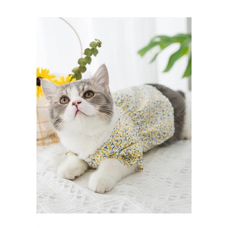 Váy cổ ren bông nhí cho thú cưng