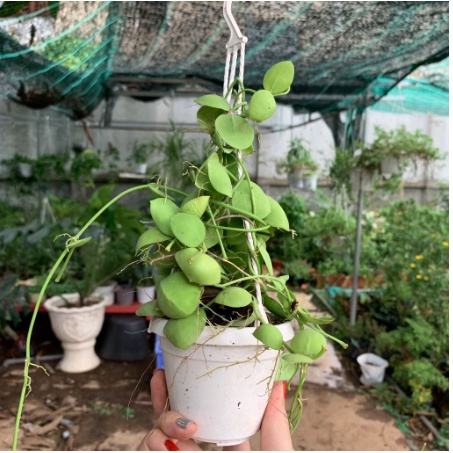 Chậu treo lan vỏ sò - Trang Flowers