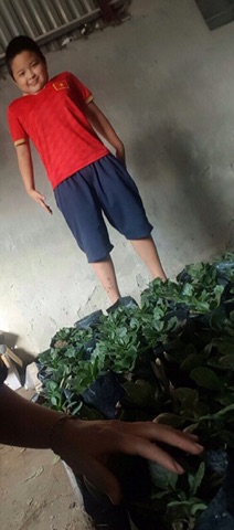 Cây sống đời kép nhiều màu