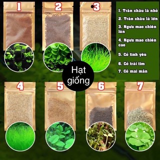 Hạt giống trồng cây thuỷ sinh cỏ thực vật dùng cho bể cá hồ cá thủy sinh 8g