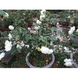 Combo 2 hoa hồng Bạch Ho