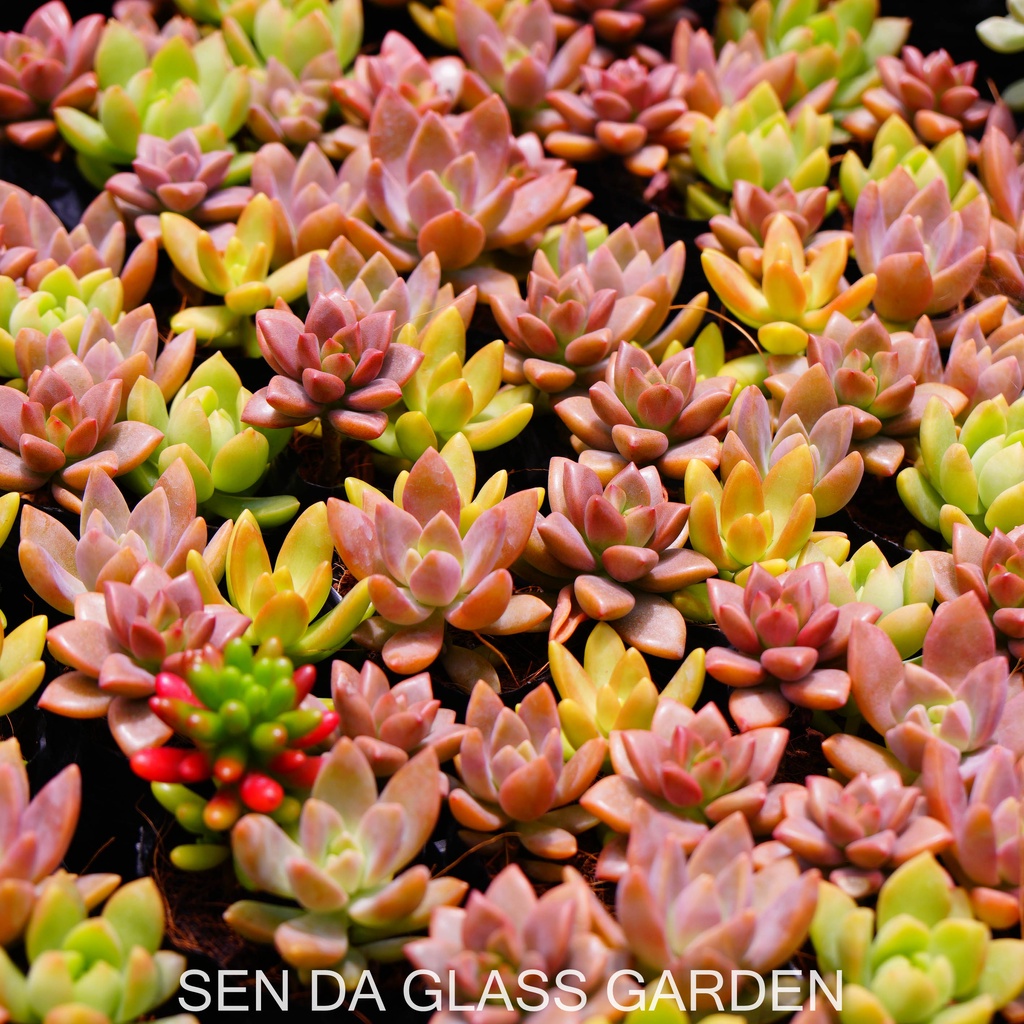 Sen Đá chậu nhỏ mix 3 cây khác nhau GLASS GARDEN, Sen đá đà lạt giá rẻ, thuần khí hậu,  lỗi 1 đổi 1
