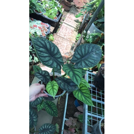 Cây rồng xanh-Alocasia dragon Scale ảnh thật