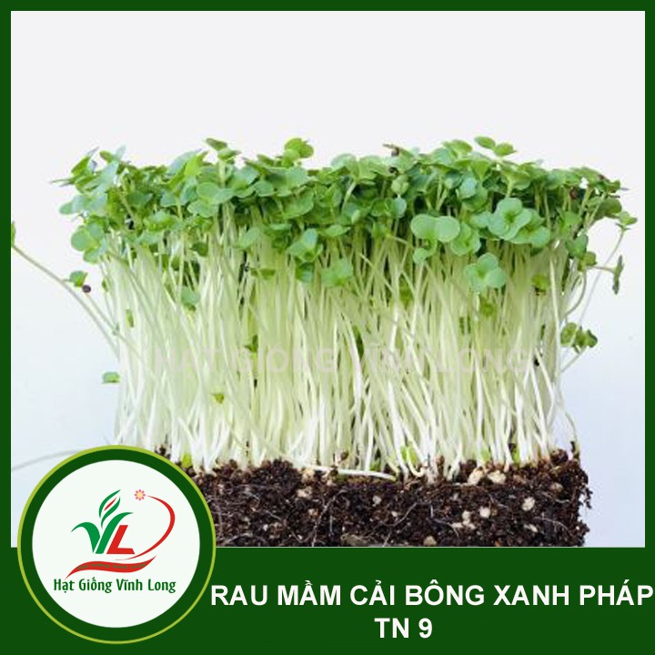 Hạt giống rau Mầm cải bông xanh Pháp TN 9 - 20g