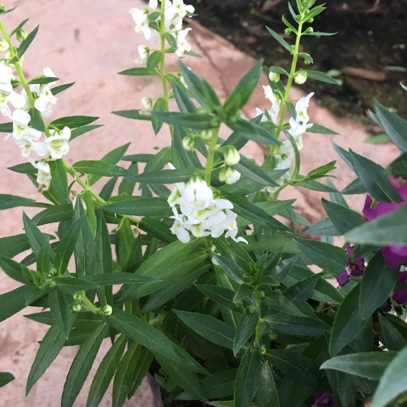 Cây Hoa Ngọc Hân  Bầu Cây Xum Đã Có Hoa