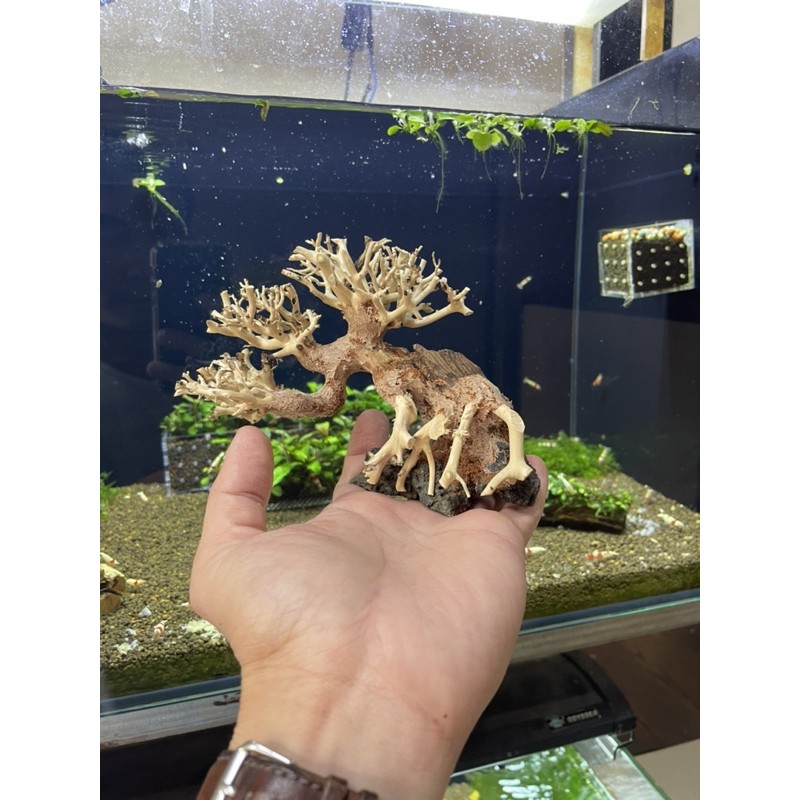 Lũa bonsai tiêu chuẩn mini 10x15cm