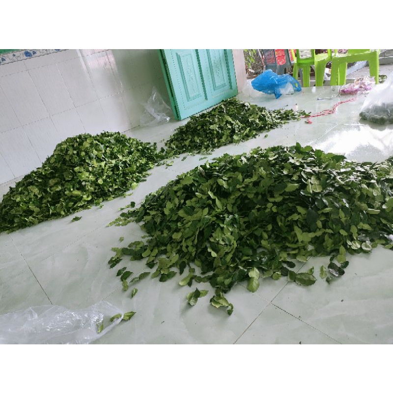 Lá chúc 0,5 kg giá 70k. Lá chanh thái. Lá nấu lẩu thái.Lá hình số 8, nhiều tinh dầu.