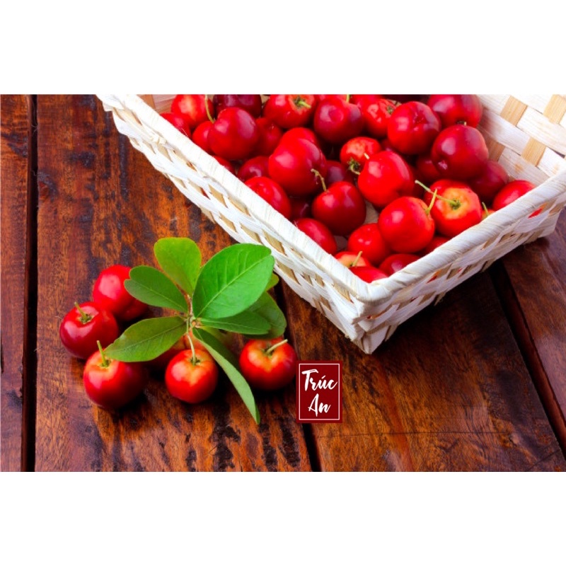 [CHỈ GIAO HCM]  Cây sơ ri Thái cao khoẻ nhiều hoa đang đậu trái. Cây đã thuần khí hậu HCM bảo đảm sống tốt