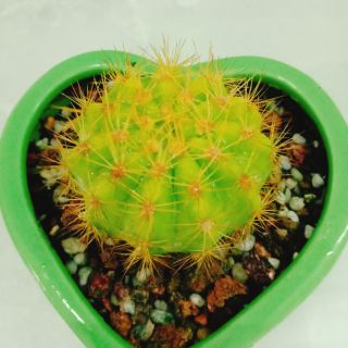 Xương rồng bí xanh