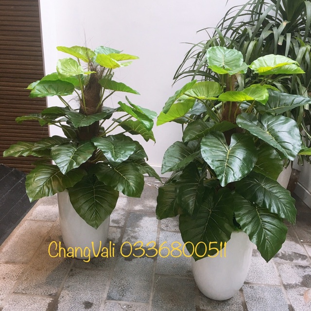 Cây giả-Cây trầu bà giả 1,2m kèm chậu - HN