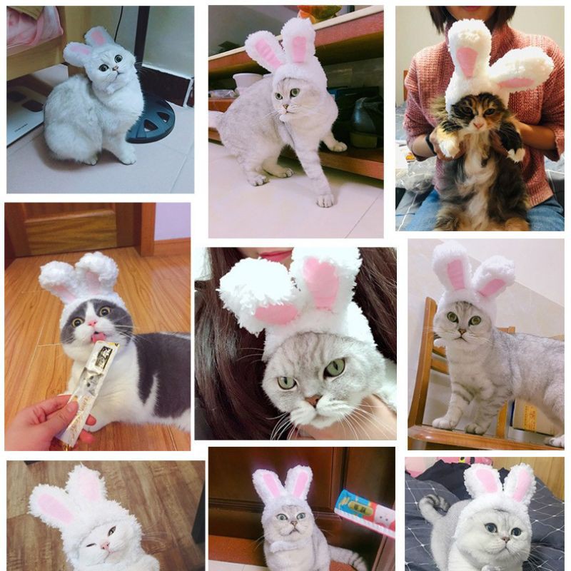 Tai Thỏ Cho Mèo - Tai Thỏ Cho Chó Mèo Cực Cute