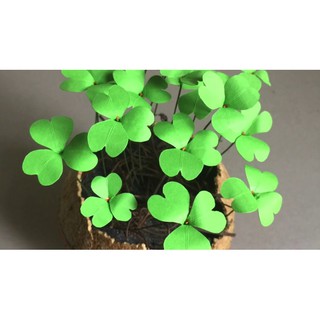 hạt giống cỏ ba lá gói 200 hạt