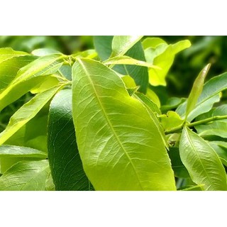 PHÂN BÓN BUNG ĐỌT RA RỄ- CHAI 1Lit