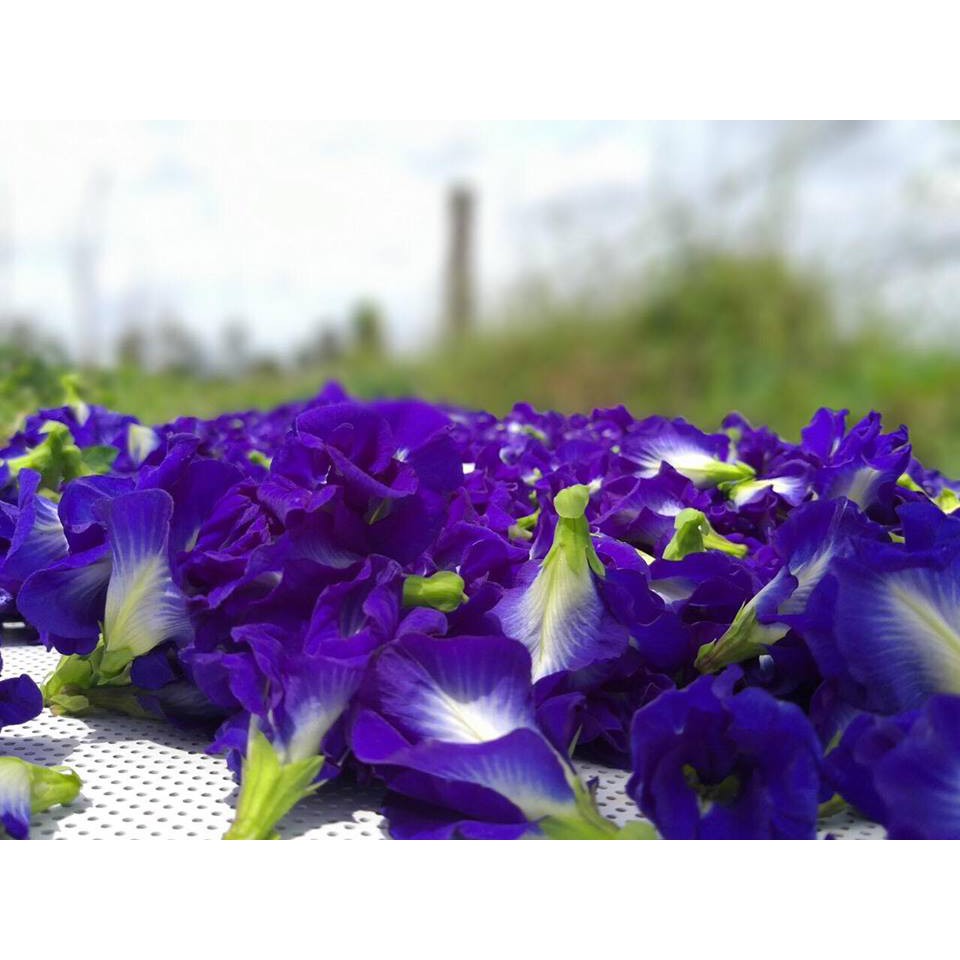 Trà hoa đậu biếc sấy khô nguyên bông DK Harvest - 50g - Trà thảo mộc chính hãng, thanh lọc, nhiều công dụng. | BigBuy360 - bigbuy360.vn