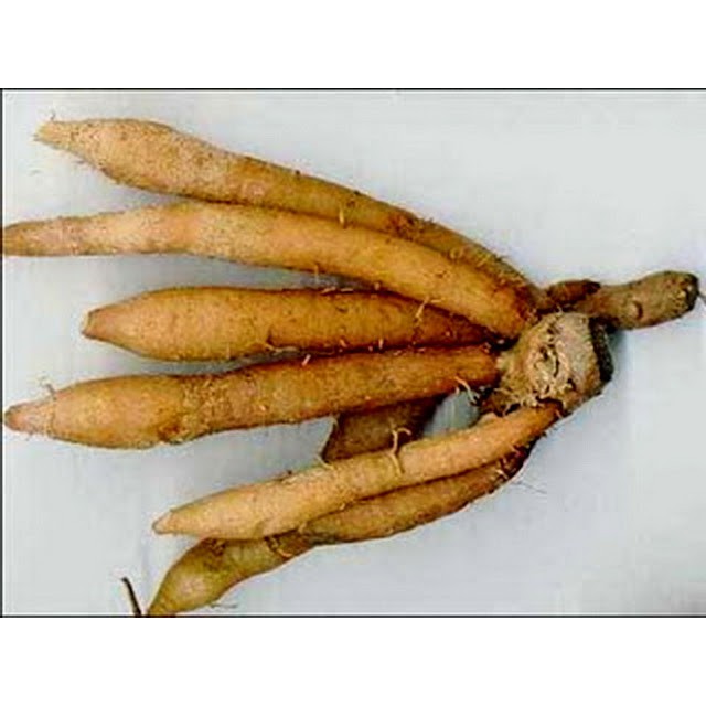 Bột Củ Ngãi Bún- Bún Mắm - Bún Cá - Lẫu Cá Cao Cấp