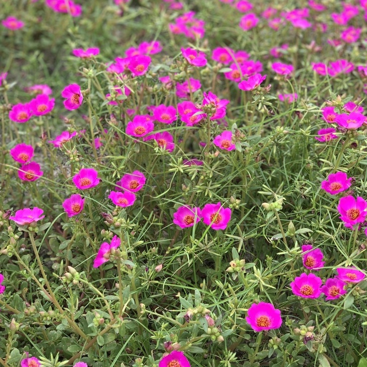 Hoa sam đơn 1kg combo 22 màu