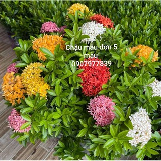 Chậu Cây Giống Mẫu Đơn 5 Màu, Bông Trang (gửi cây hình cuối)
