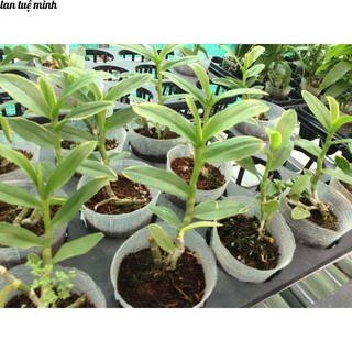 3kg phân trùn quế dạng viên nén loại đẹp