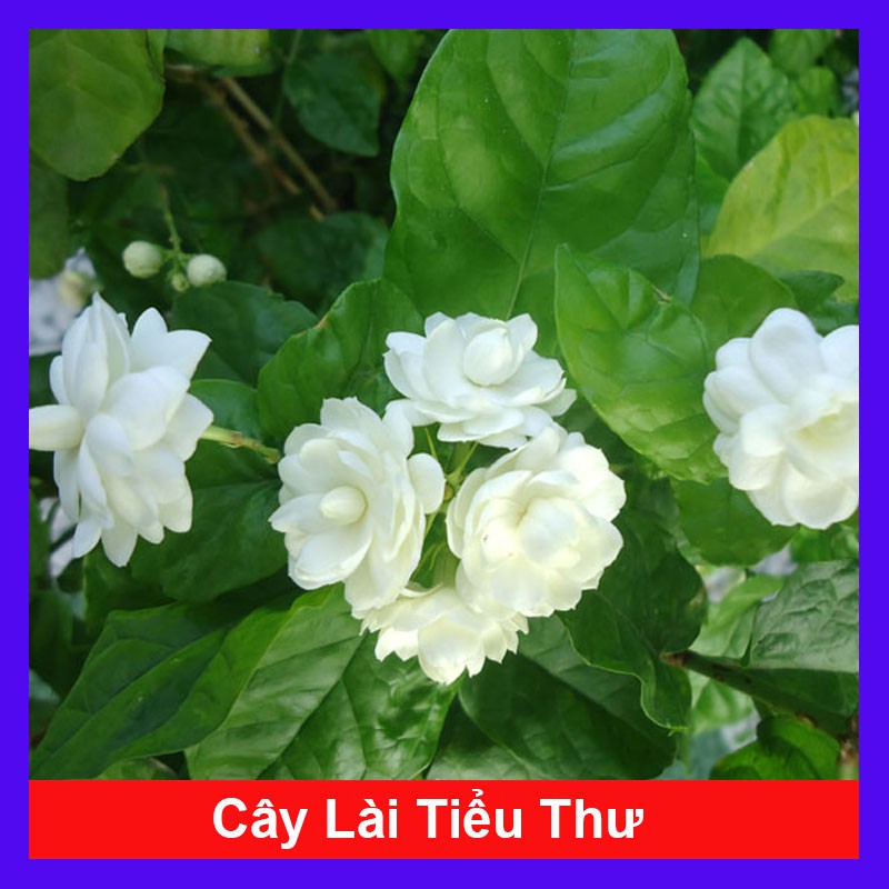 Cây lài trà ( Lài tiểu thư) hoa thơm + tặng phân bón cho cây mau lớn