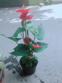 Cây Hồng Môn