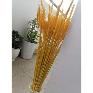 Bó bông lúa vàng tài lộc phong thủy (100 cây, 50cm)