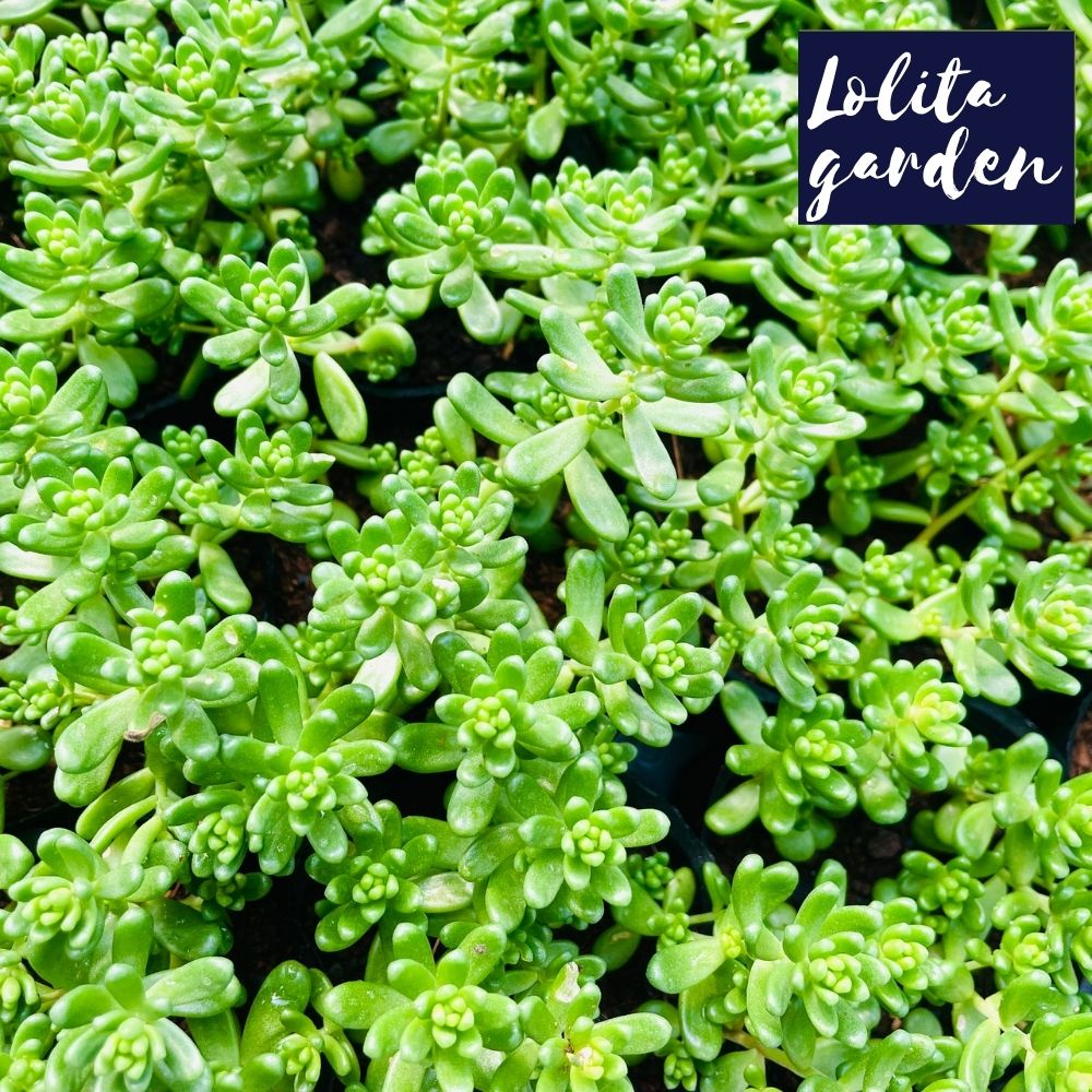 Sen đá sedum kẹo Đà Lạt size bé cây cảnh trang trí nhà cửa Lolita garden