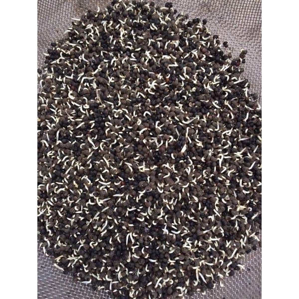 200g  hạt sâm bố chính