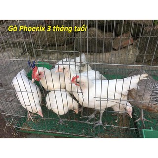 COMBO 10 QUẢ TRỨNG GÀ PHOENIX _ GÀ ĐUÔI DÀI