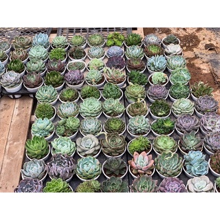 [Sale Giá Rẻ ]Sen đá Trung Size 9 - 11cm ( giao ngẫu nhiên )
