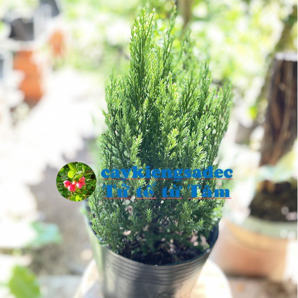Caykiengsadec-Cây sơn tùng-tặng phân bón-hoa kiểng lá-trang trí nội thất cảnh quan sân vườn ngoài trời