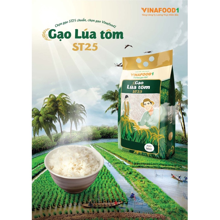 Gạo ST25 Lúa Tôm Vinafood1 Chuẩn giống lúa của bác Hồ Quang Cua