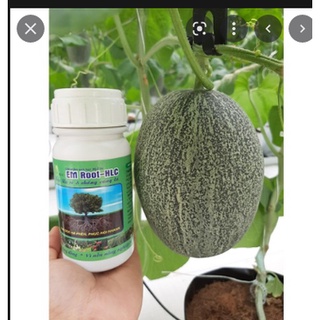 Ra rễ cực mạnh- bật đọt - hạ phèn giả độc - em root- hlc. chai 500 ml