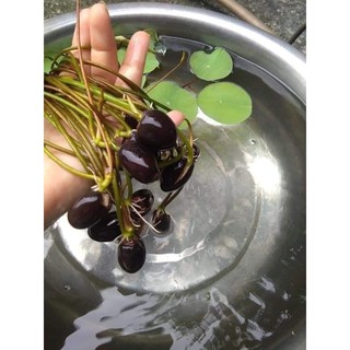 20 HẠT SEN GIỐNG MINI NHẬT