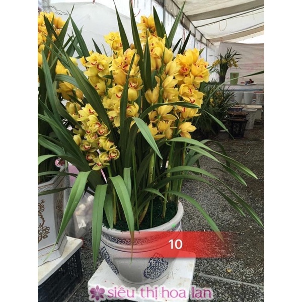 Địa lan santo hoa Tết