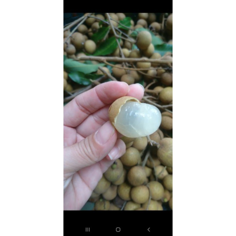 Cây 🌲 Nhãn Thái cơm vàng .... hạt lép