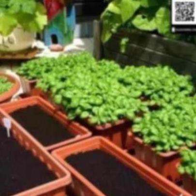 DEAL 1K Chỉ 1K - Gói 120 hạt giống mùi tía (rau ngò rí) - Dự án Tập làm vườn cùng Tạ Gia Trang