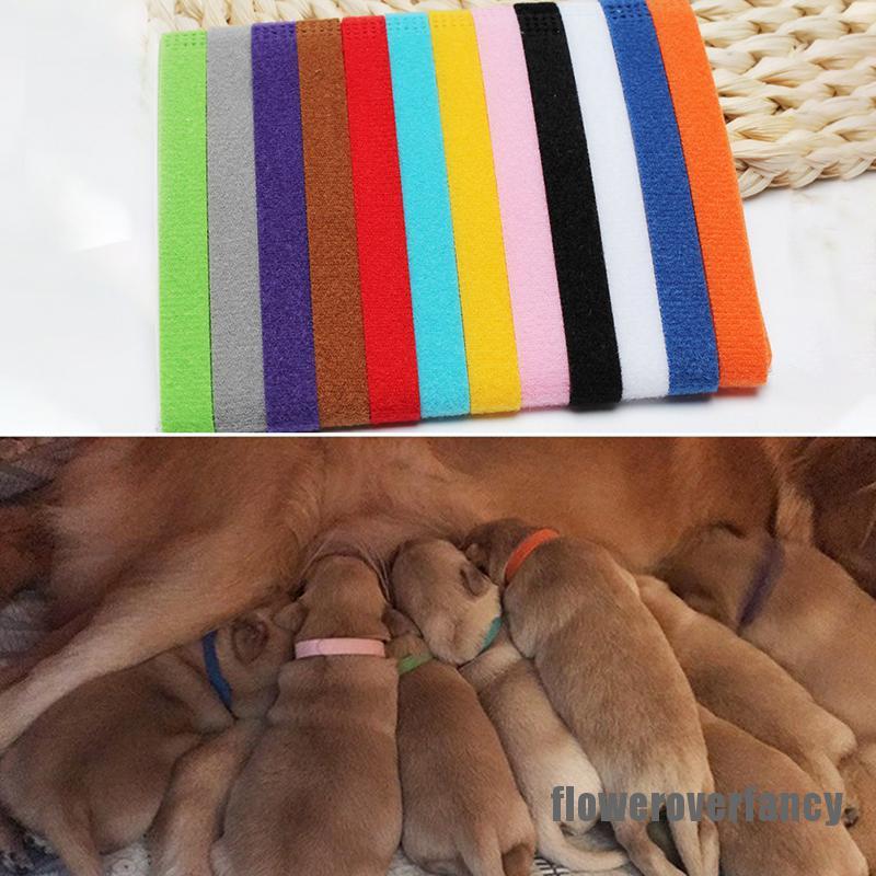 Set 12 Vòng Cổ Cho Thú Cưng