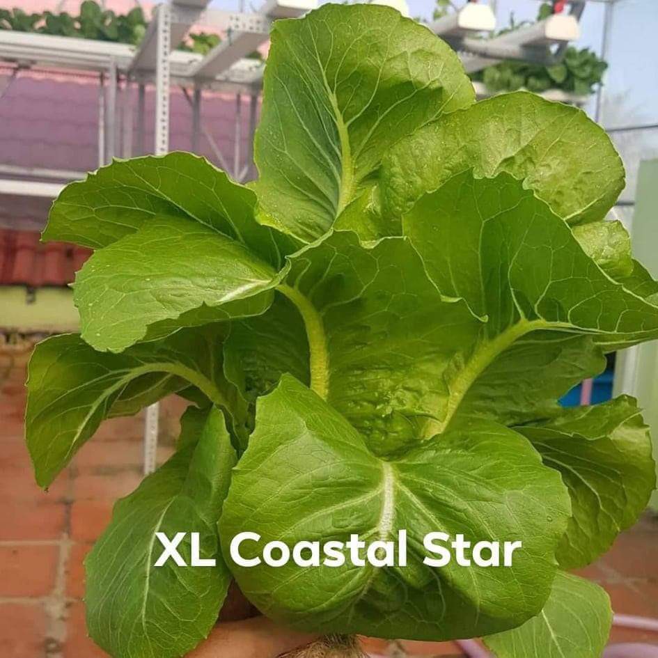 Combo hạt giống cải xà lách Romain xanh Mỹ - Johnny seeds