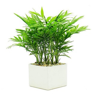 CÂY CAU TIỂU TRÂM ( cÂY PHONG THỦY )