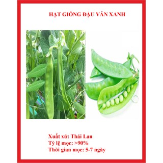 HẠT GIỐNG ĐẬU VÁN XANH  (10 hạt )