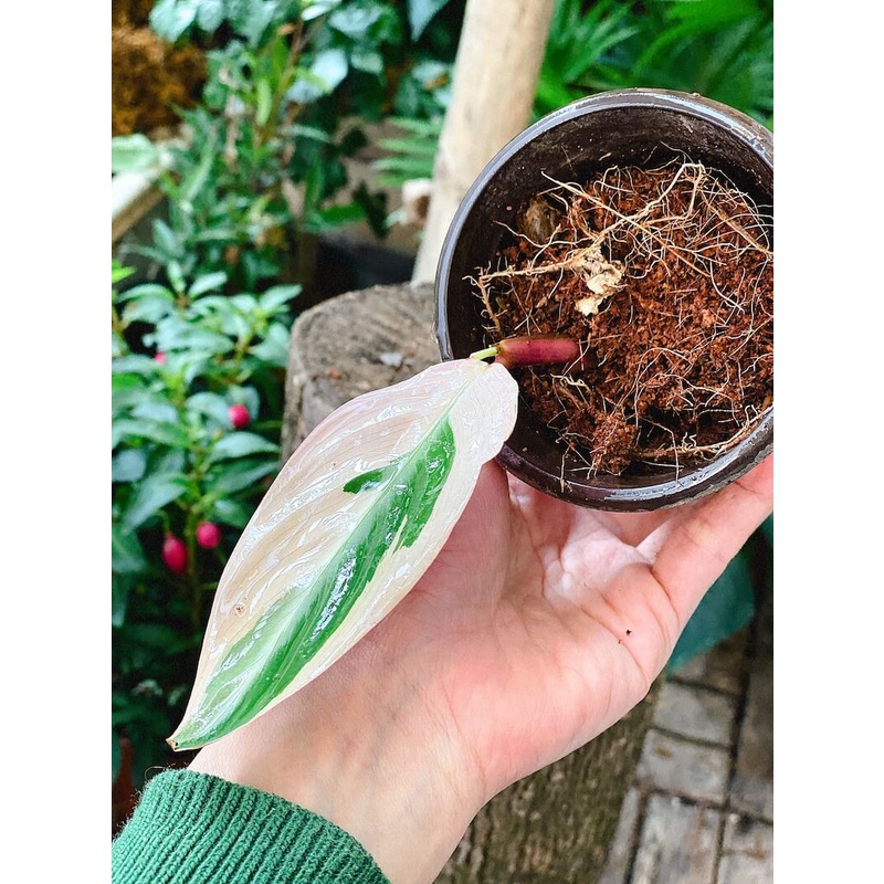 Cây giống Stromanthe sanguinea Triostar (Tam Sắc Tam Tài) chậu nhựa 8cm