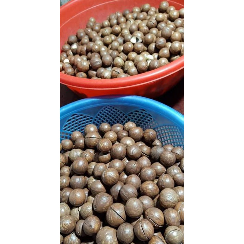 [Mã 267FMCGSALE giảm 8% đơn 500K] 500g HẠT MACA DAKLAK (túi hút ck) | BigBuy360 - bigbuy360.vn